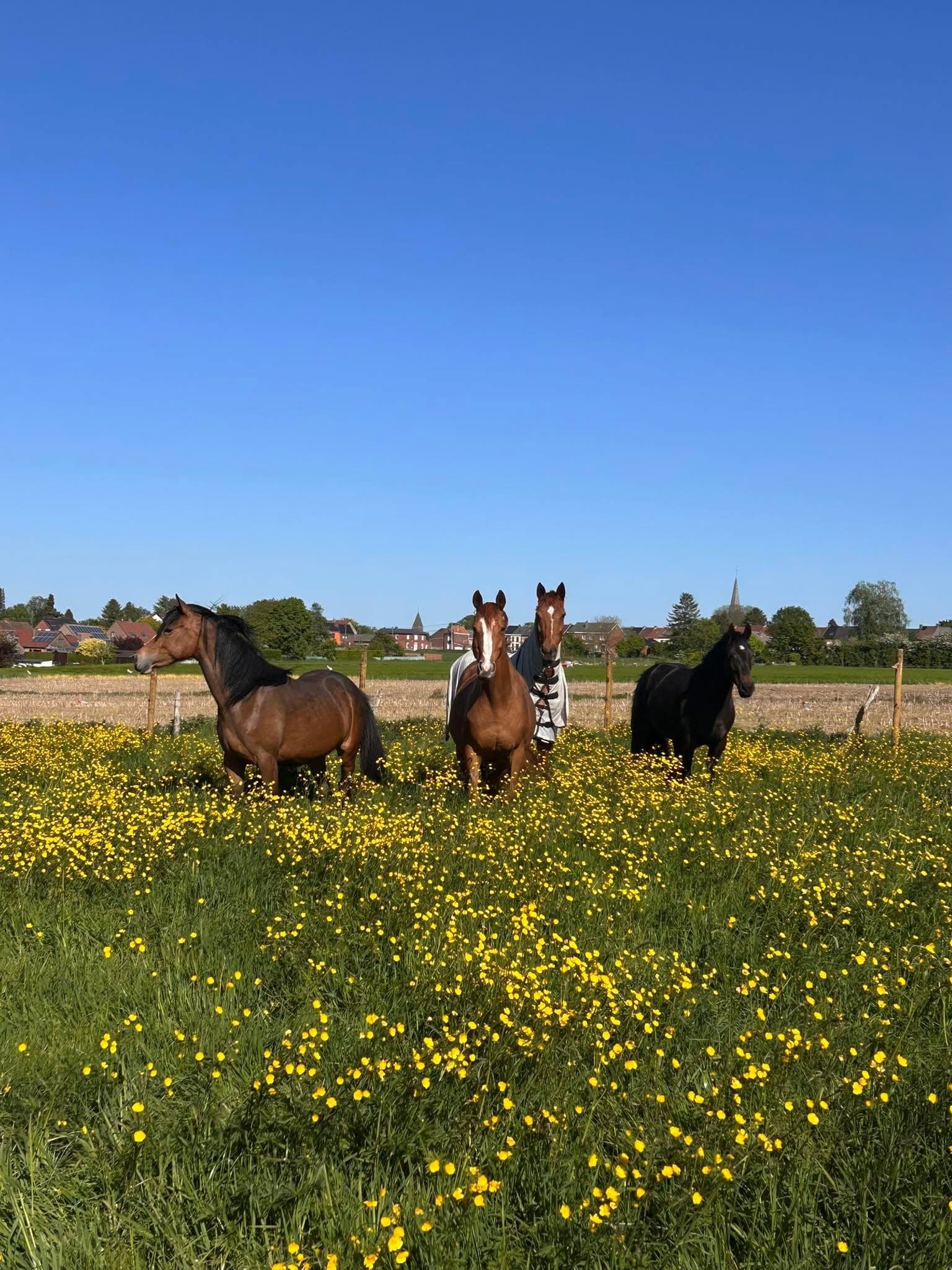 Chevaux de l'Écurie de la Court dans un pré fleuri