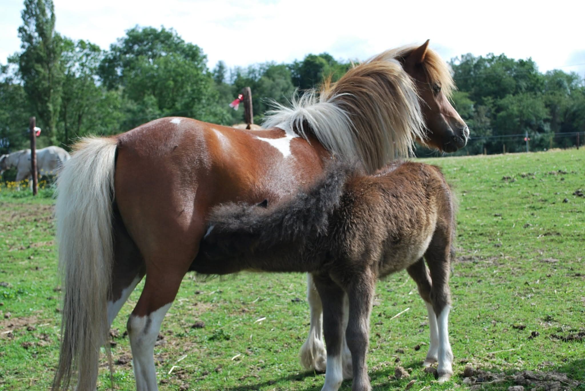 Les chevaux